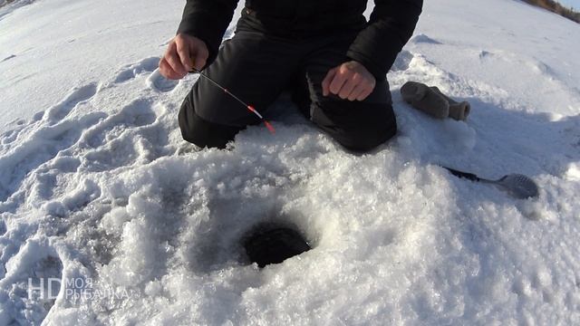 Рыбка ловилась, пока не пожелали УДАЧИ!!! Рыбалка на подводящем канале. смотреть онлайн