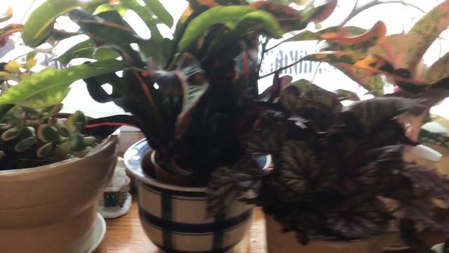 Как избавиться от мошки на комнатных растениях и рассаде смотреть онлайн