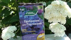 Чем и когда подкормить гортензию .