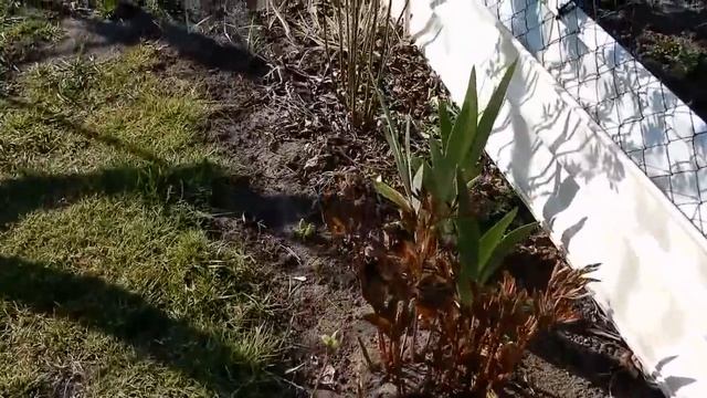 На даче .Лаванда, Спирея,Дерен,Пузыреплодник,Вейгела,Ежевика и цветущая Магония. смотреть онлайн