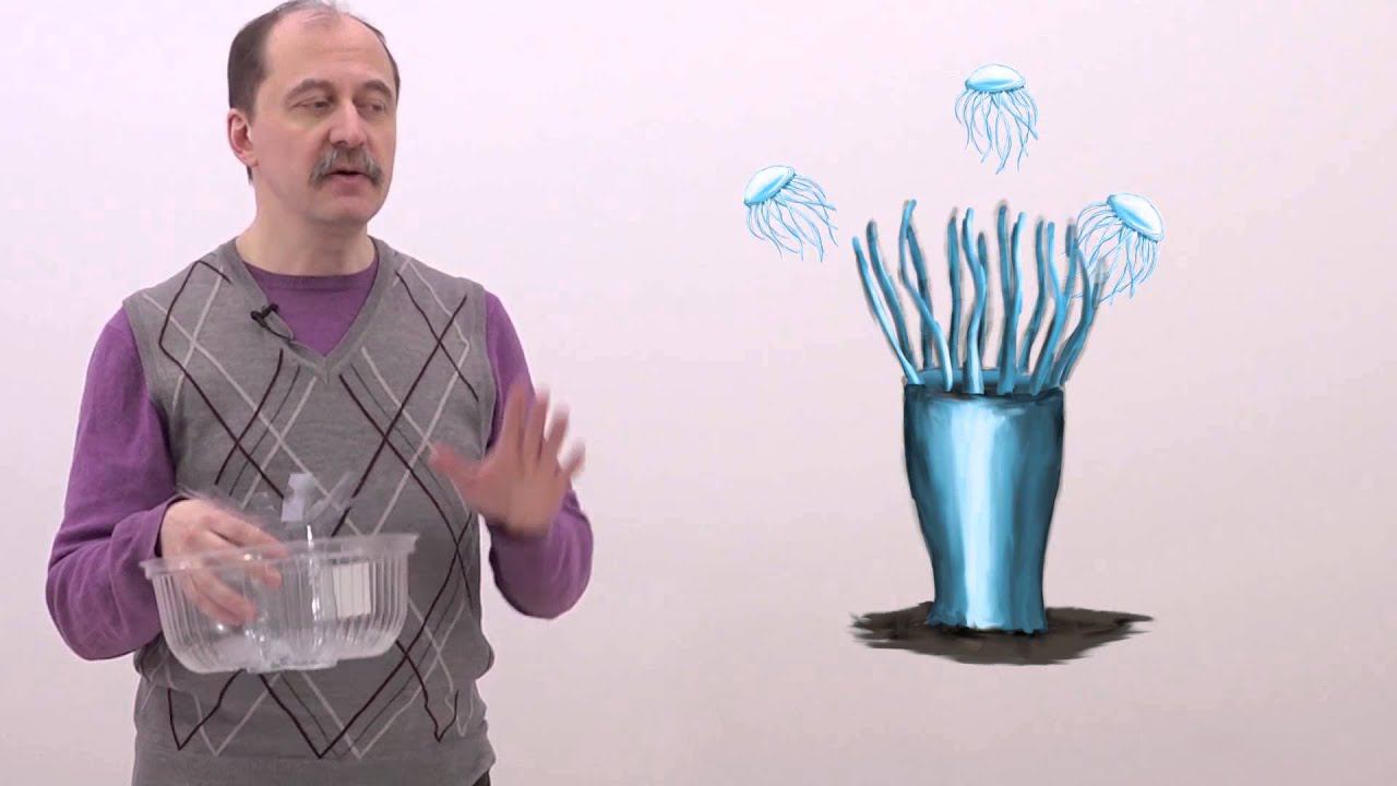 Мусорное биомоделирование. Медузы и их родственники. Часть 2 - Медузы. смотреть онлайн