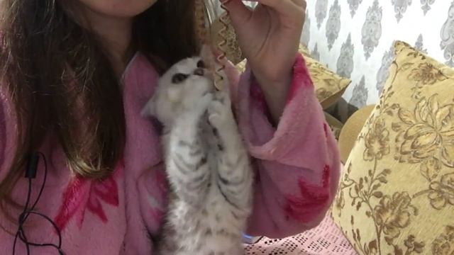 MILKA VLOG: 17.09.18 [КОШКА МУТАНТ. РЕЖУТСЯ ЗУБЫ] смотреть онлайн