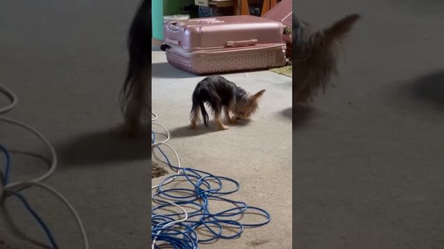 perrito Disfrutando sus patitas Deshidratadas смотреть онлайн