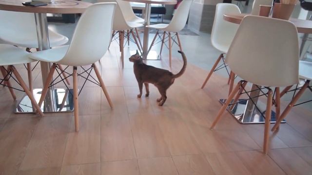 Бизнес который не откроешь никогда. Антикафе с кошками. Котокафе смотреть онлайн