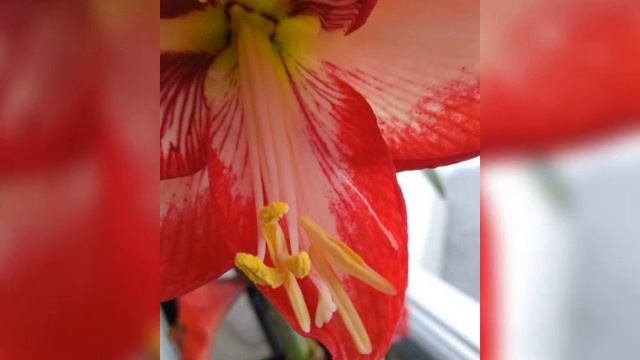 Hippeastrum Pierrot смотреть онлайн