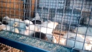 Техасский бройлерный перепел в возрасте 20 дней