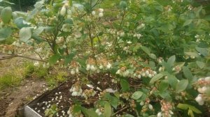 Сорта голубики.Голубика ТОРО мой молодой кустик