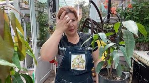 Прививка и пересадка манго