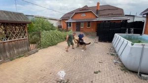 Немецкая овчарка! Охрана территории!