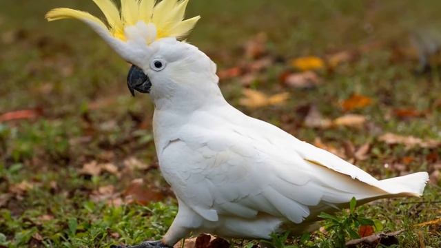 КАКАДУ | ОБРАЗ ЖИЗНИ В ПРИРОДЕ | РАЗМНОЖЕНИЕ смотреть онлайн