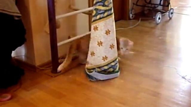 Очень смешной кот смотреть онлайн