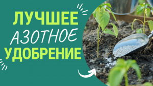 Лучшее азотное удобрение! И азота больше всего и усваиваеться лучше всего👍