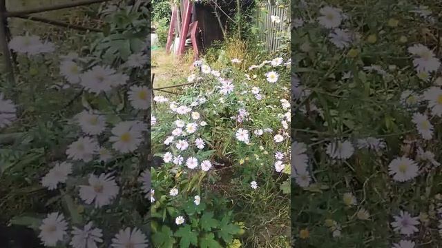 Breathe oxygen -Астра кустарниковая смотреть онлайн