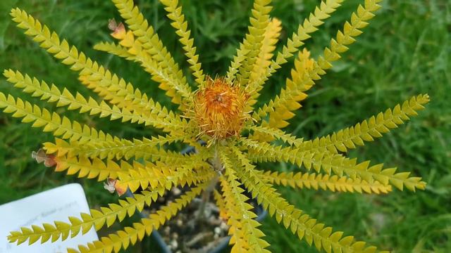 The Showy Dryandra, Banksia formosa / Dryandra formosa: an oddball with striking leaves and flower смотреть онлайн