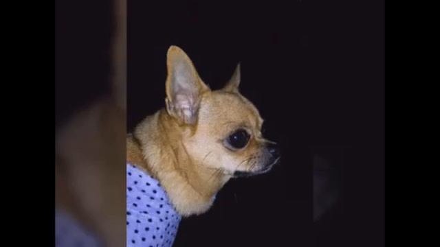 Лапа моя, лапа - Марина Александрова (Претти) смотреть онлайн