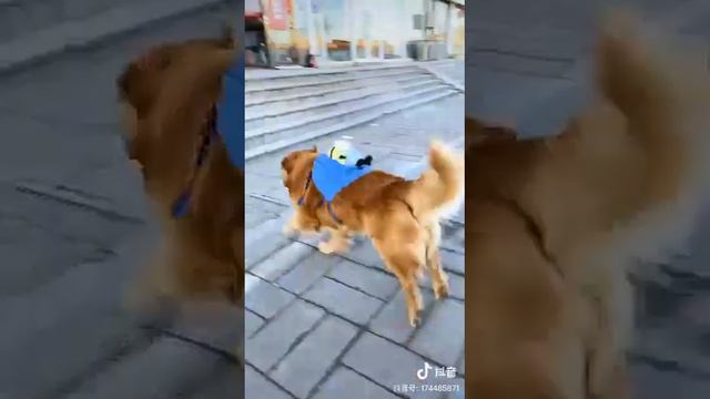 Умный пёс
