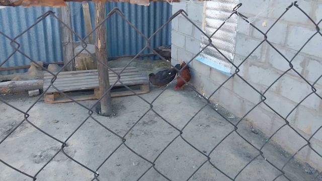 Утепление каменного сарая из блоков