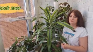 ДРАЦЕНА Лемон Лайм. Уход. Подходит ли автополив. Как устранить сухие кончики.