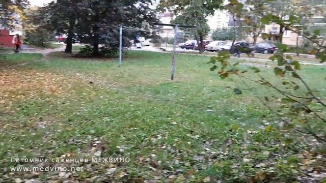 Гриб трутовик смотреть онлайн