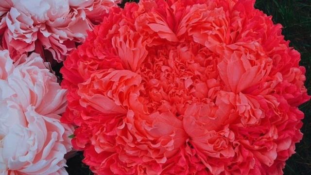 показываю пионы/ платные мк ) смотреть онлайн