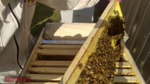 пчела бакфаст на майском медосборе