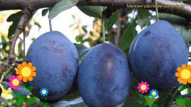 Слива Стенлей. Краткий обзор, описание характеристик, где купить саженцы prunus sp. Stenley смотреть онлайн