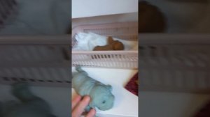 соббота сквиши собачек новая кровать собак сквиши коты встали раньше собак