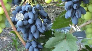 Виноград Атос - сверхранний и высокоустойчивый www.vinograd-kriulya.com