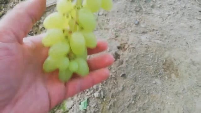 Столетие. Кишмиш с мускатом. Обзор смотреть онлайн