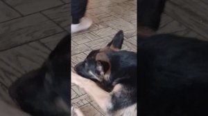 Мать не кормит)))