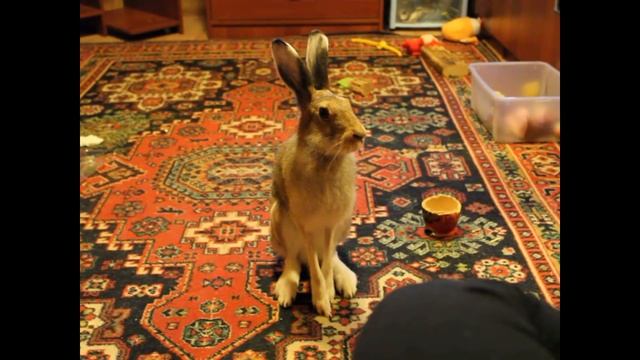 Домашний заяц Маруся смотреть онлайн