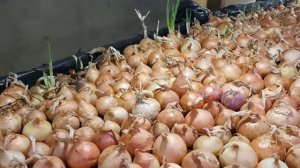 Лук на перо. Кол-во на 1м².