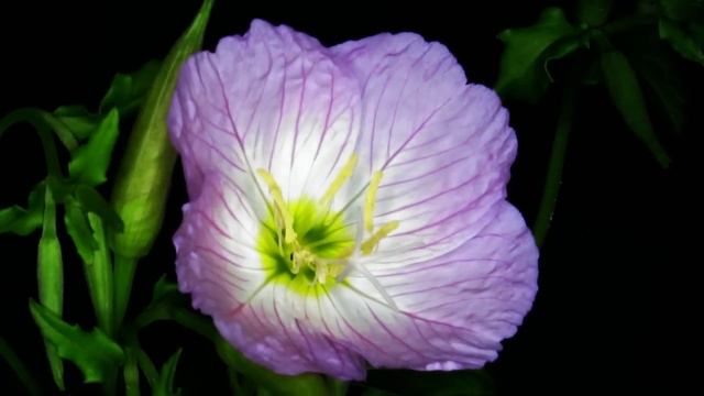 Mexican Primrose flowers opening timelapse (4 sample clips) V11465 смотреть онлайн