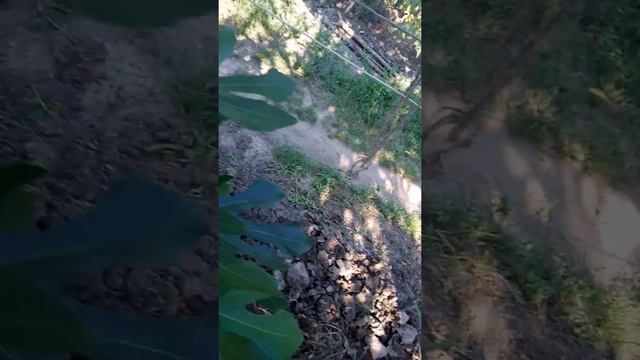 Инжир: Крымский черный смотреть онлайн