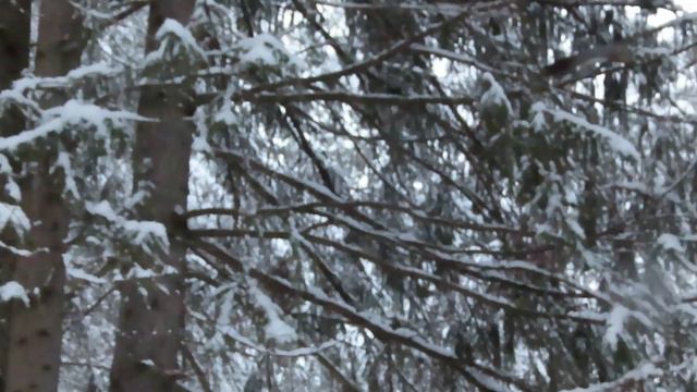 №2904 22 12 2022 Белки смотреть онлайн