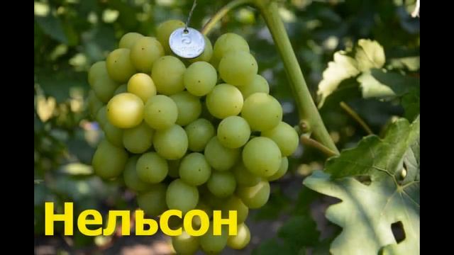 Самые крупноплодные формы белого винограда The largest fetal forms of white grapes смотреть онлайн