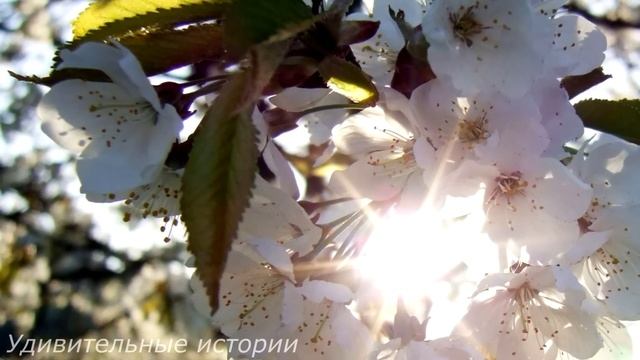 Устроившись сиделкой к миллионеру, Даша обнаружила в доме секретную комнату. И заглянув туда... смотреть онлайн