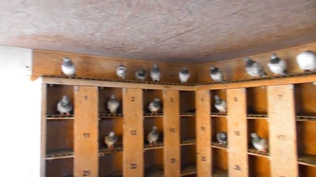 Зачем разделяю голубей❓Подготовка к выводному сезону❗ смотреть онлайн