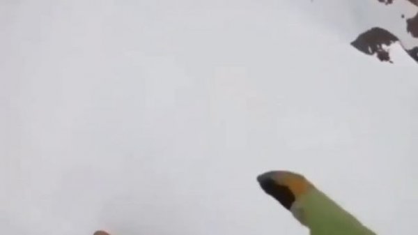 Персик ты куда?