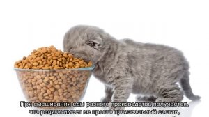 Можно ли кормить кошку и сухим и влажным кормом одновременно: примеры смешивания