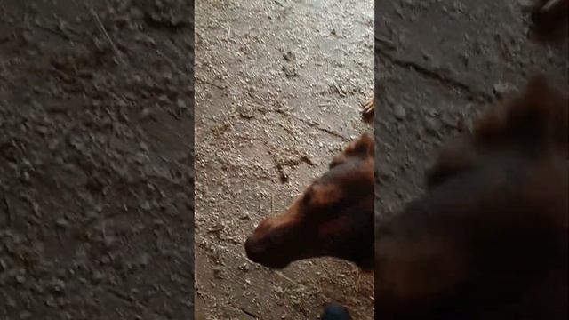 Утепление будки соломой. Самые лучшие помощники ? Приют Сириус в Киевской области. смотреть онлайн