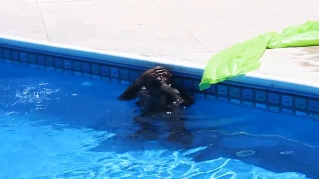 COOPER THE CHIMP GOES SWIMMING. Шимпанзе плавает в бассейне смотреть онлайн