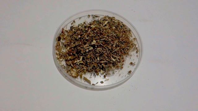 Полынь горькая . Фитотерапия . смотреть онлайн