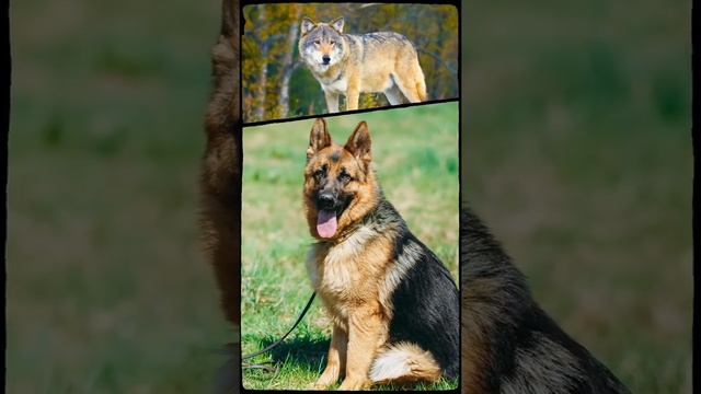 These Dogs Can Literally Break Bones смотреть онлайн