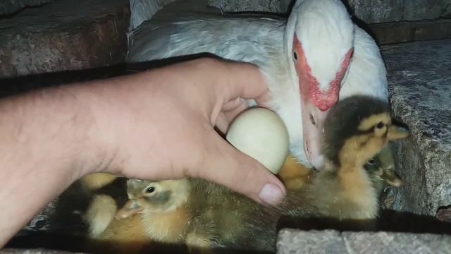 Вывелись индоутята и голубой фаворит под индоутками смотреть онлайн