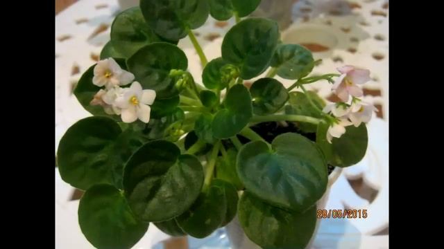 ФИАЛКИ (СЕНПОЛИИ) - КРАСИВОЕ ЦВЕТЕНИЕ ЧАСТЬ 2 / Violet (Saintpaulia) PART 2 смотреть онлайн