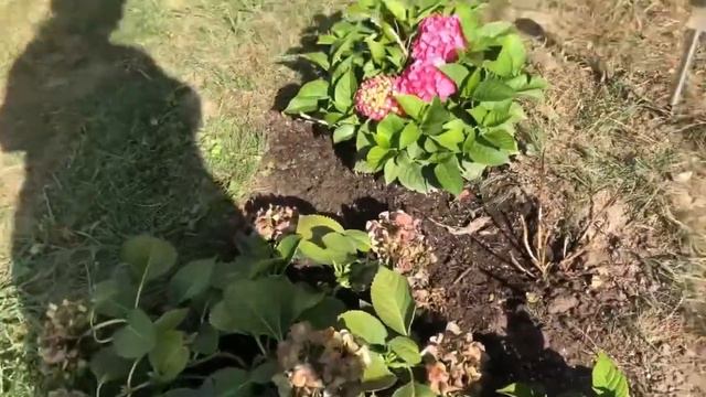 🌺My new beautiful pink Endless Summer Crush Hydrangea🌺 смотреть онлайн