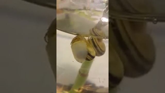 Улитка Мариза накачивает воздух смотреть онлайн