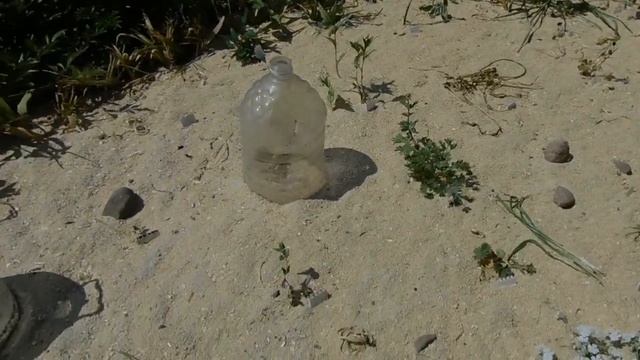 В саду редких растений. Знакомимся с растениями. беседуем. смотреть онлайн