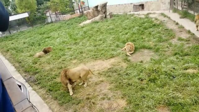 Крым Парк львов Тайган смотреть онлайн